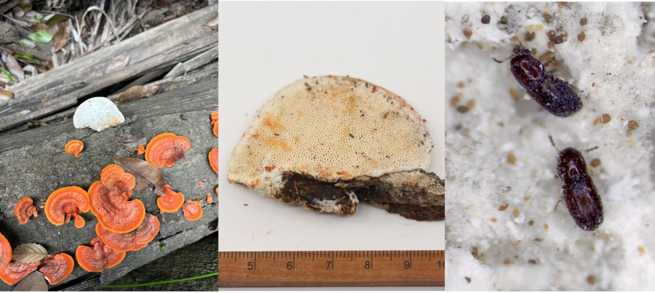 Picnoporus coccineus und seine winzigen Bewohner. Links: Frische und alte Baumschwämme im Feld.