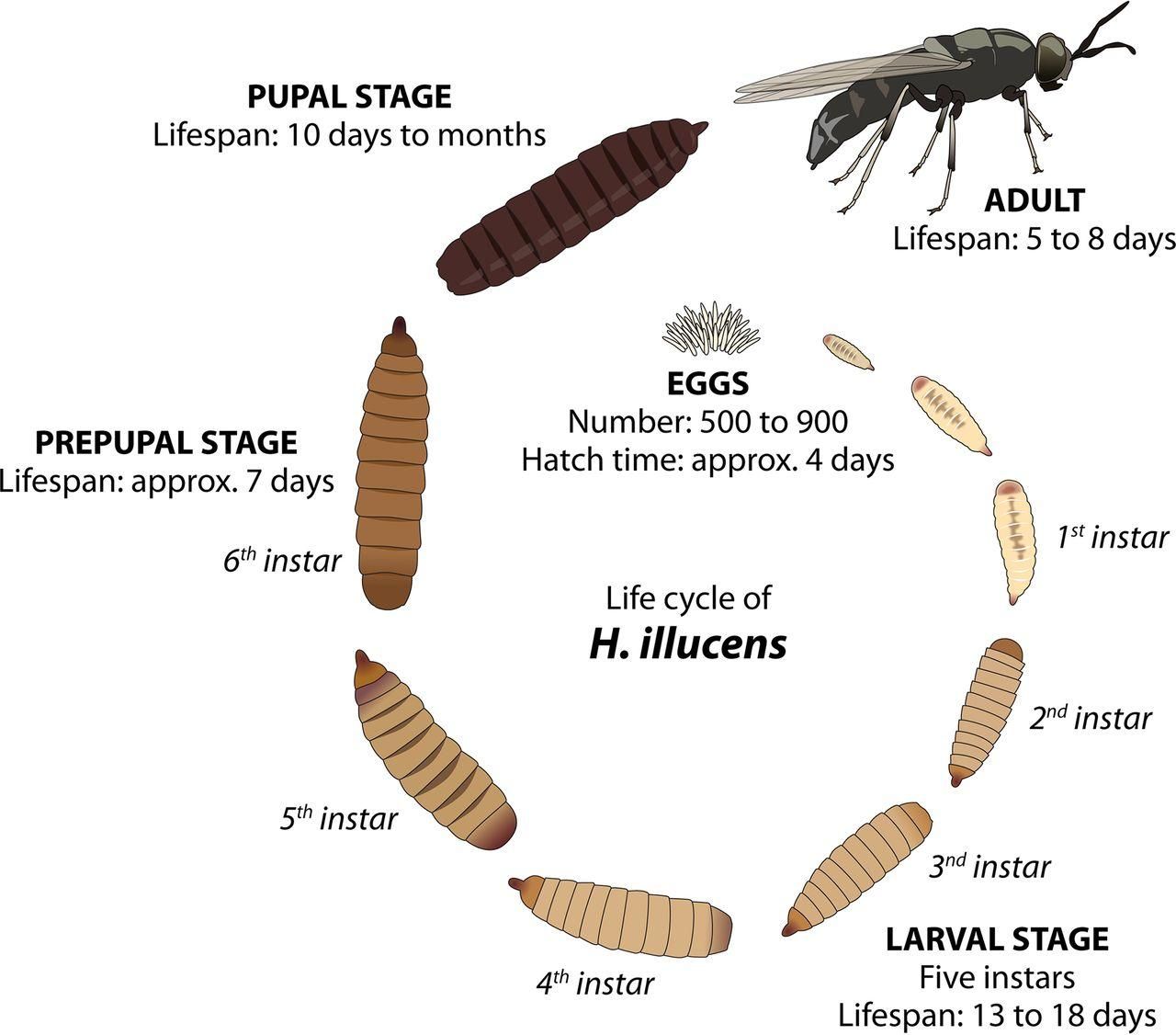 The life cycle of the black soldier fly.
