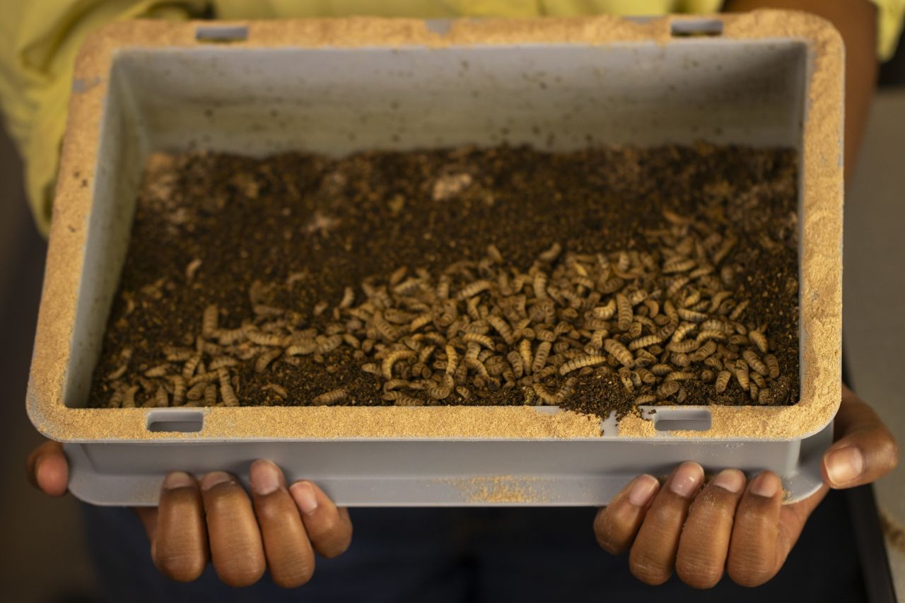 Daniela is holding a tray full of black soldier fly larvae.