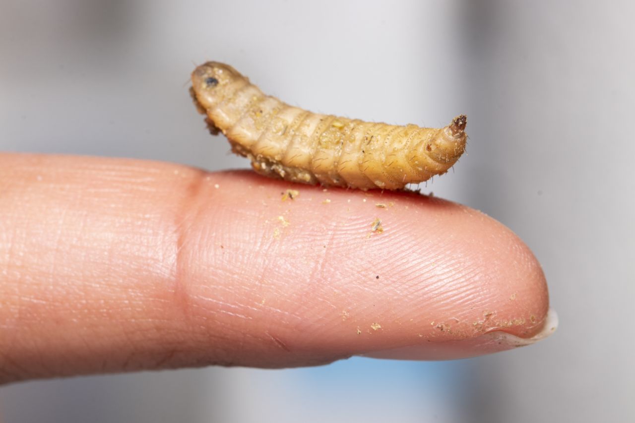 A black soldier fly larva on Daniela’s finger.