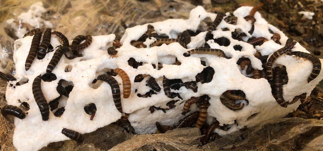 Dark lesser mealworms feeding onĀ polystyrene foam.