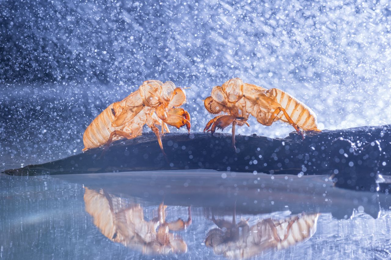 The exuviae of two cicadas are facing each other.