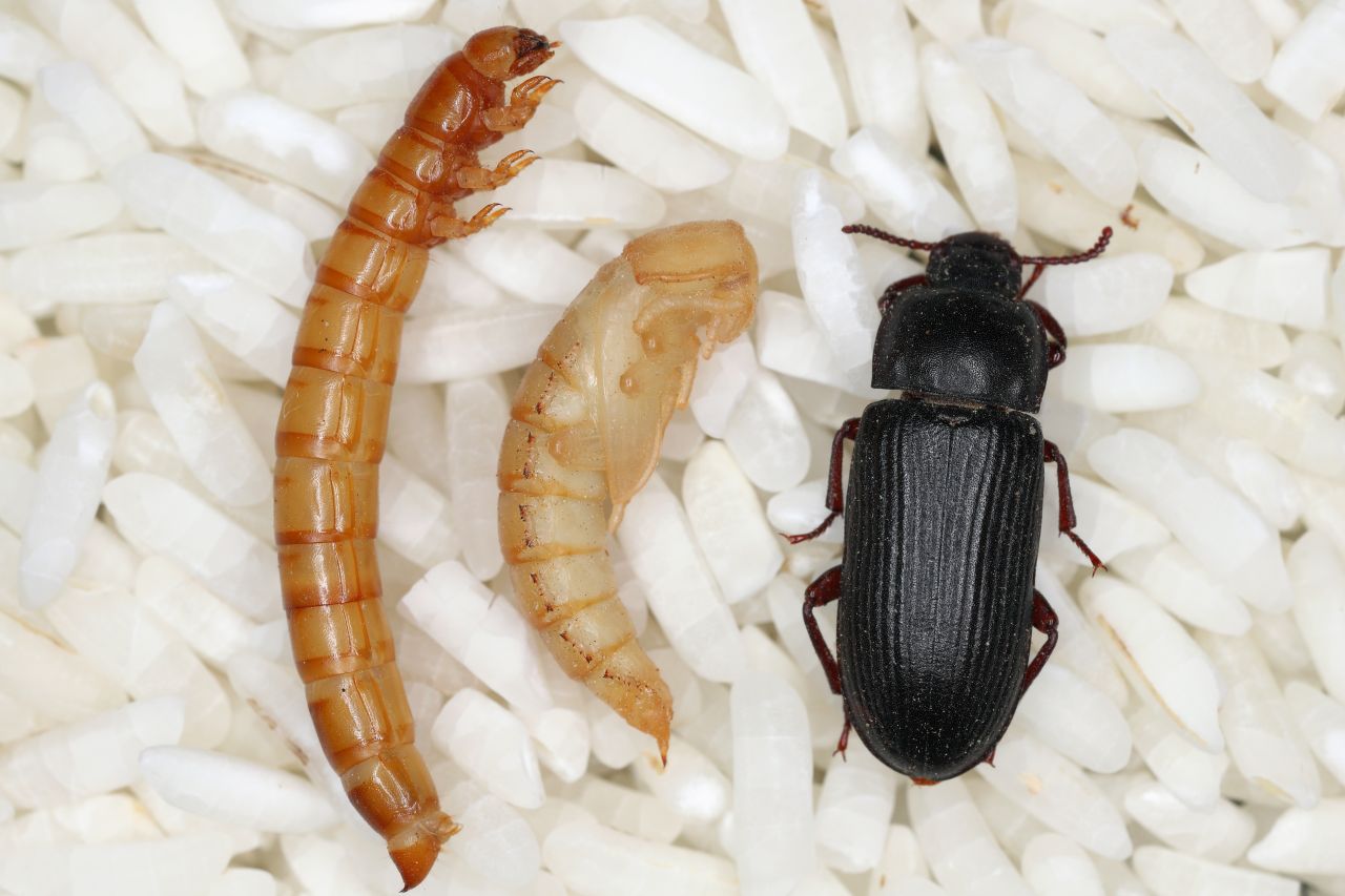 Larva pupa and adult yellow mealworm Tenebrio molitor are shown from left to right.