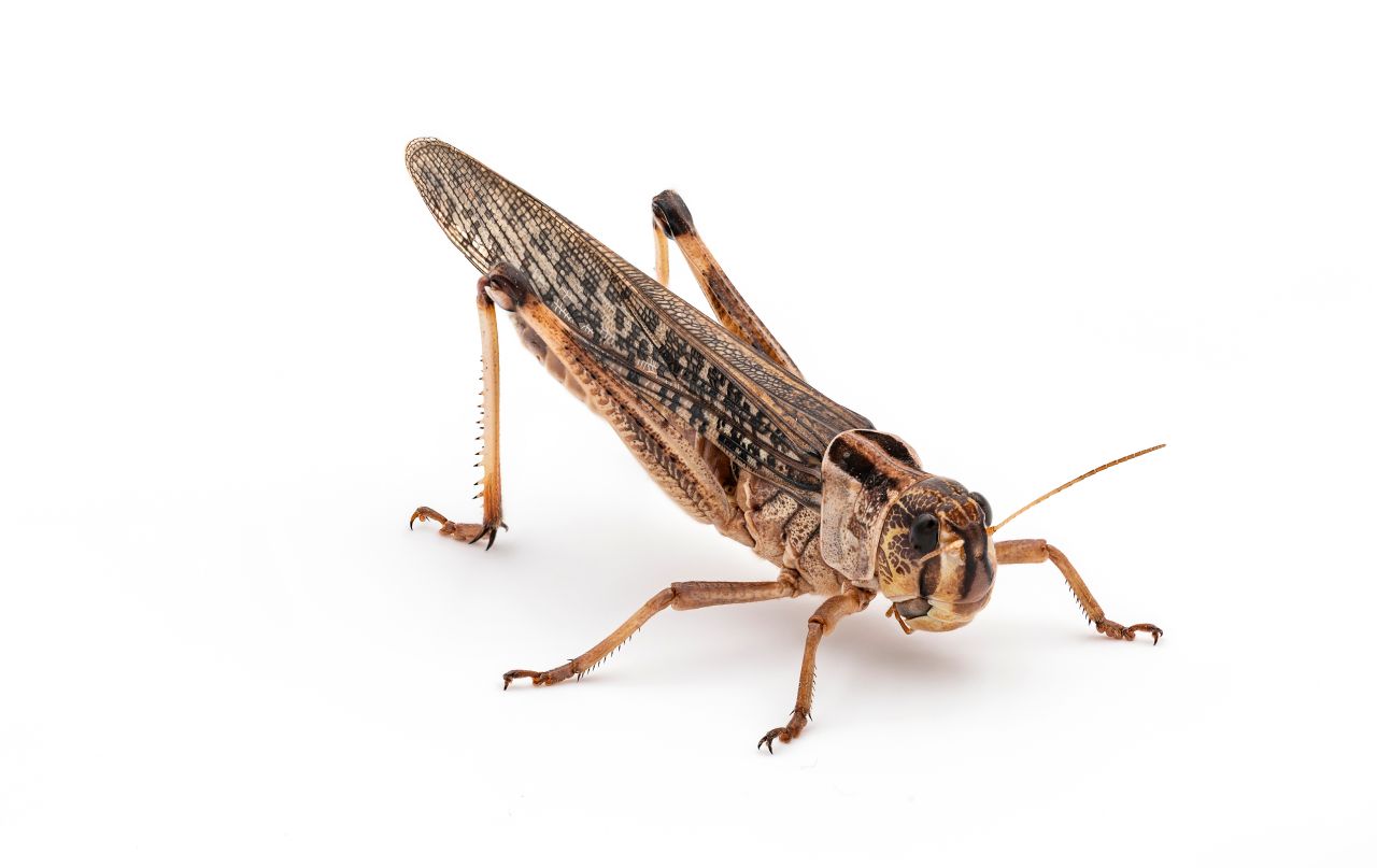 An adult migratory locust Locusta migratoria