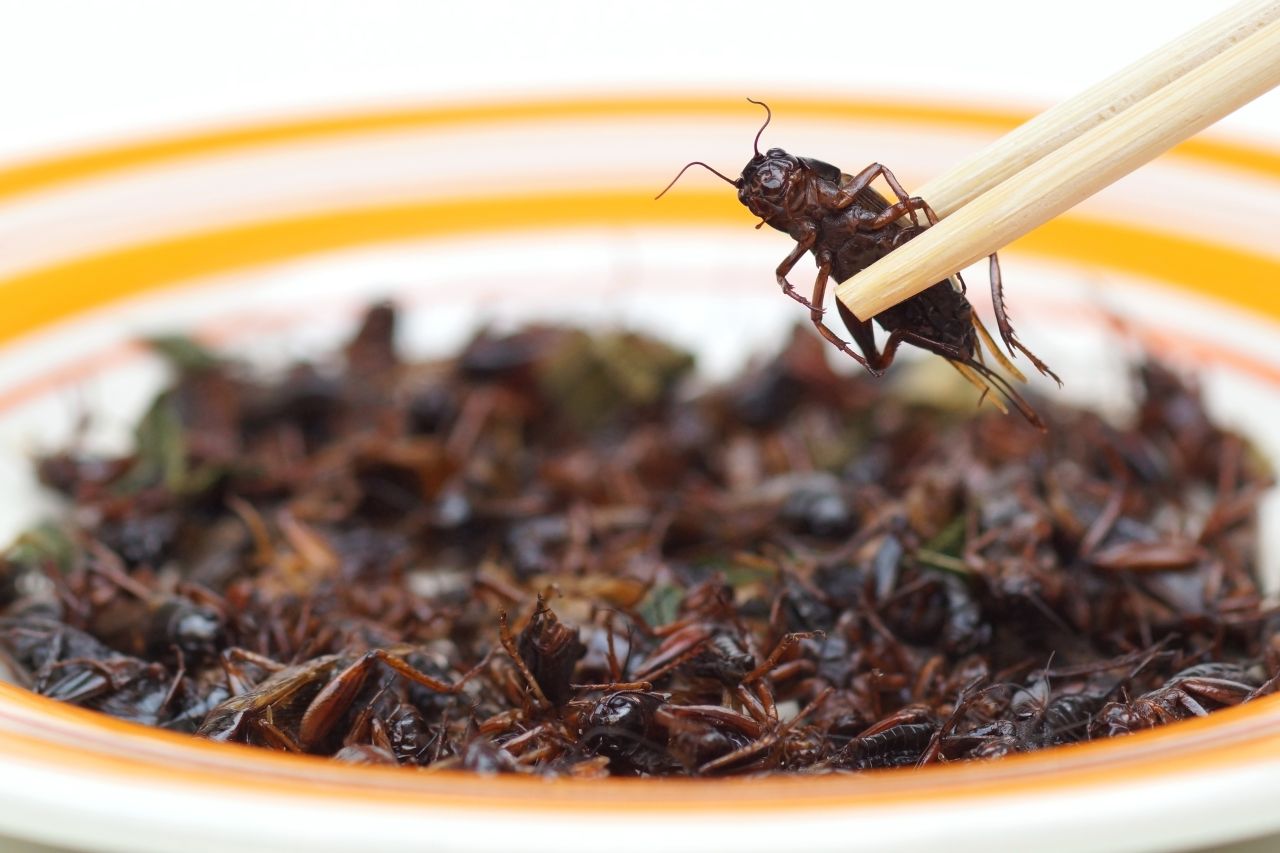 Fried crickets are common food in many Asian countries