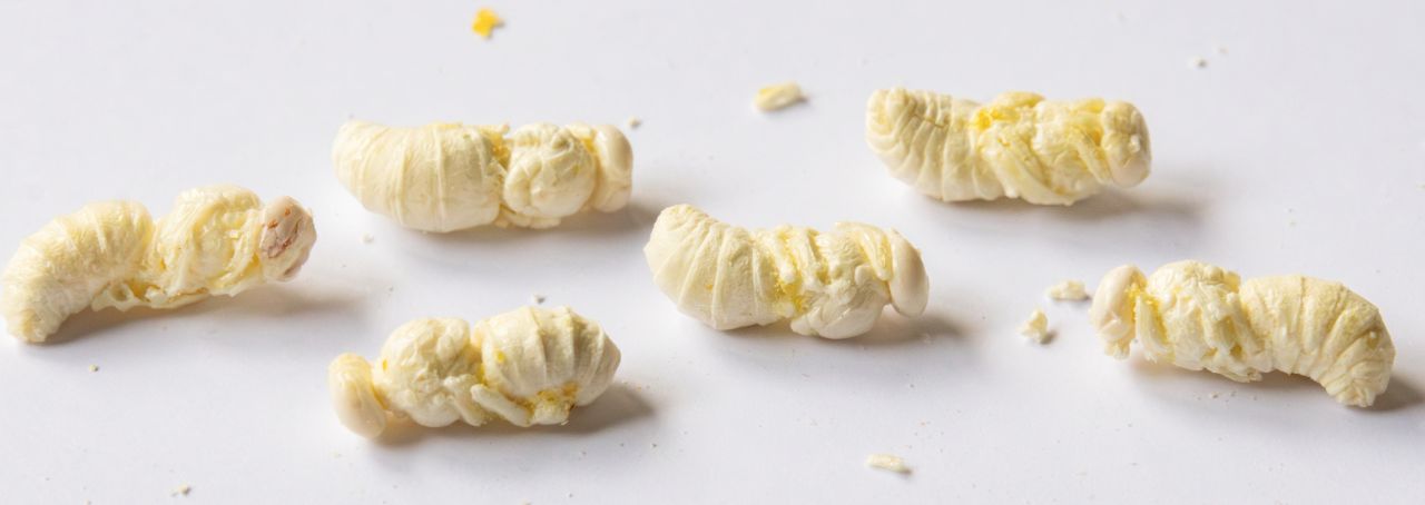 Freeze-dried honeybee drone pupae extracted from the combs.