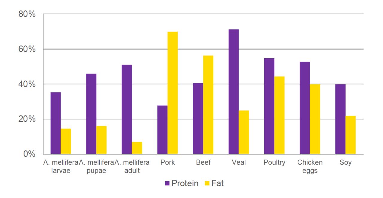 Comparison of protein and fat content in Apis mellifera (larvae, pupae and adults) and various protein sources. Image: Irmak Uzundemir Bischof based on Ghosh S et al. 2016.