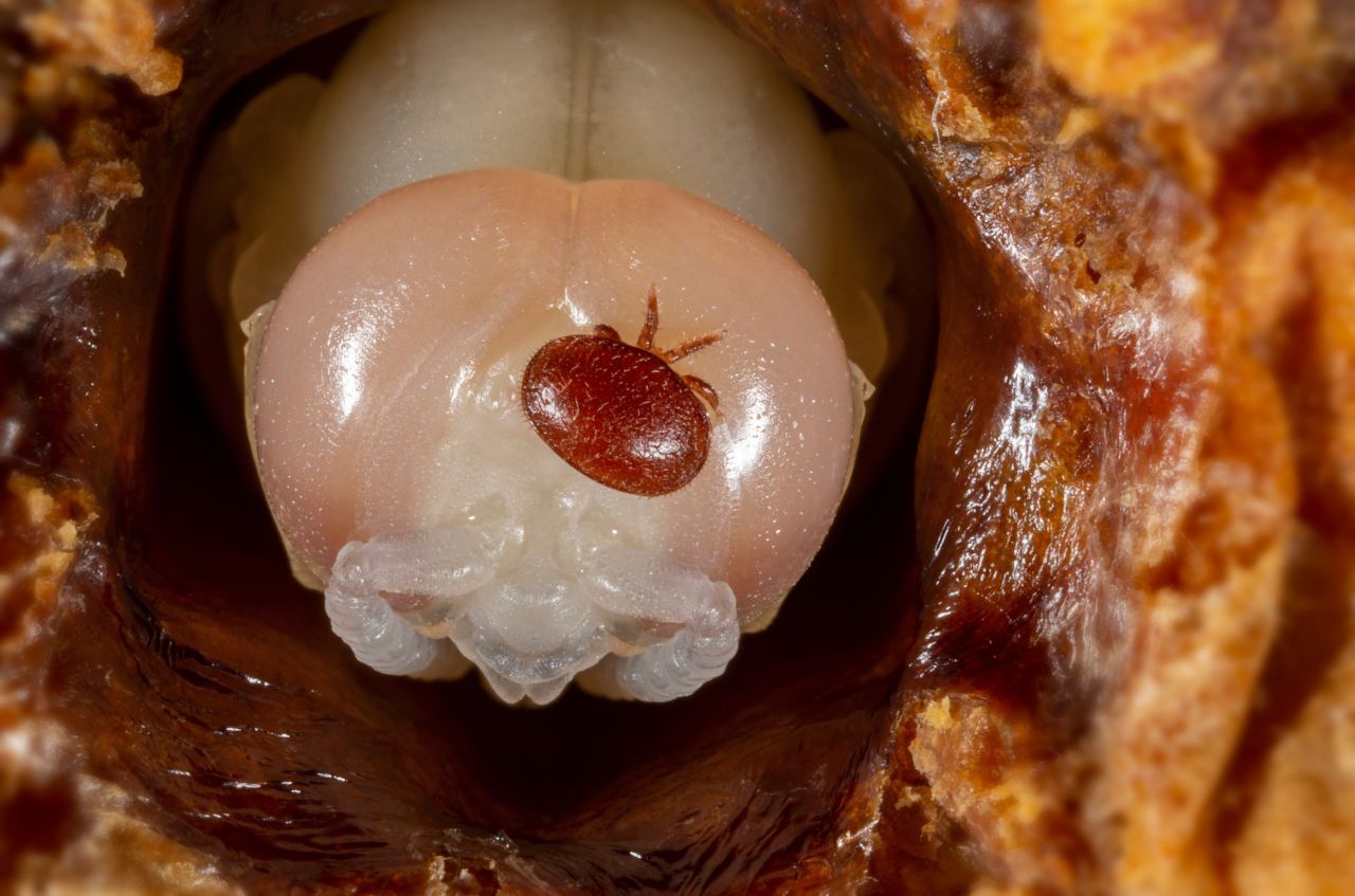 Varoamilbe (Varroa destructor) auf einer Drohnenpuppe.