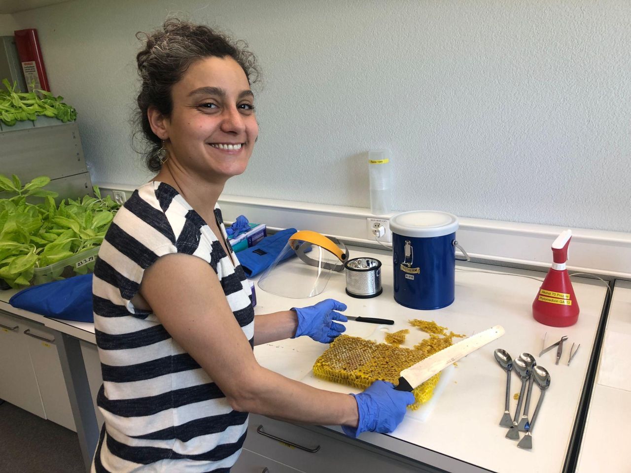 Irmak extracting honeybee drone pupae for an independent project.