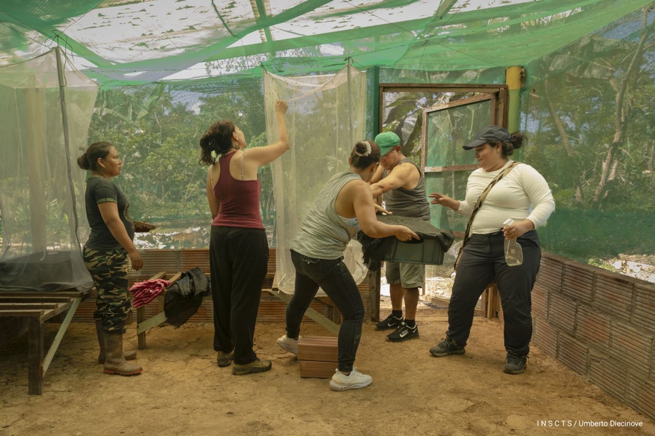 Former FARC-EP guerrilla fighters and indigenous people, both involved in the “Insectos Por La Paz” project, taking care of black soldier fly adults.