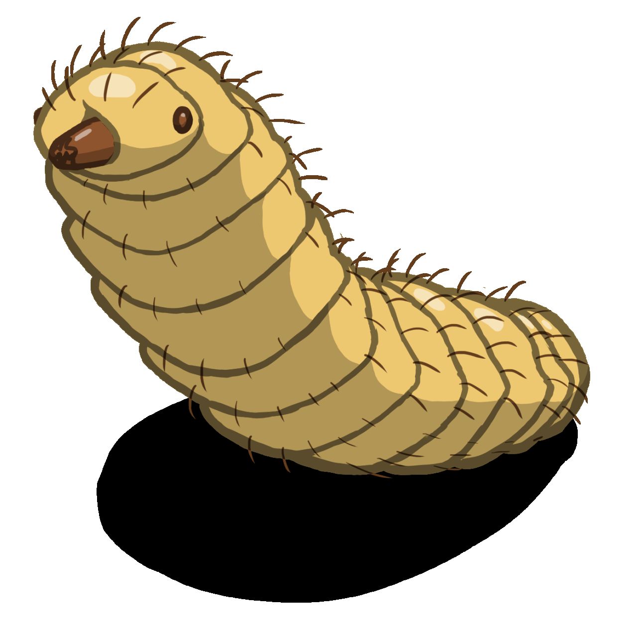 Black soldier fly larva, the insect with many applications.