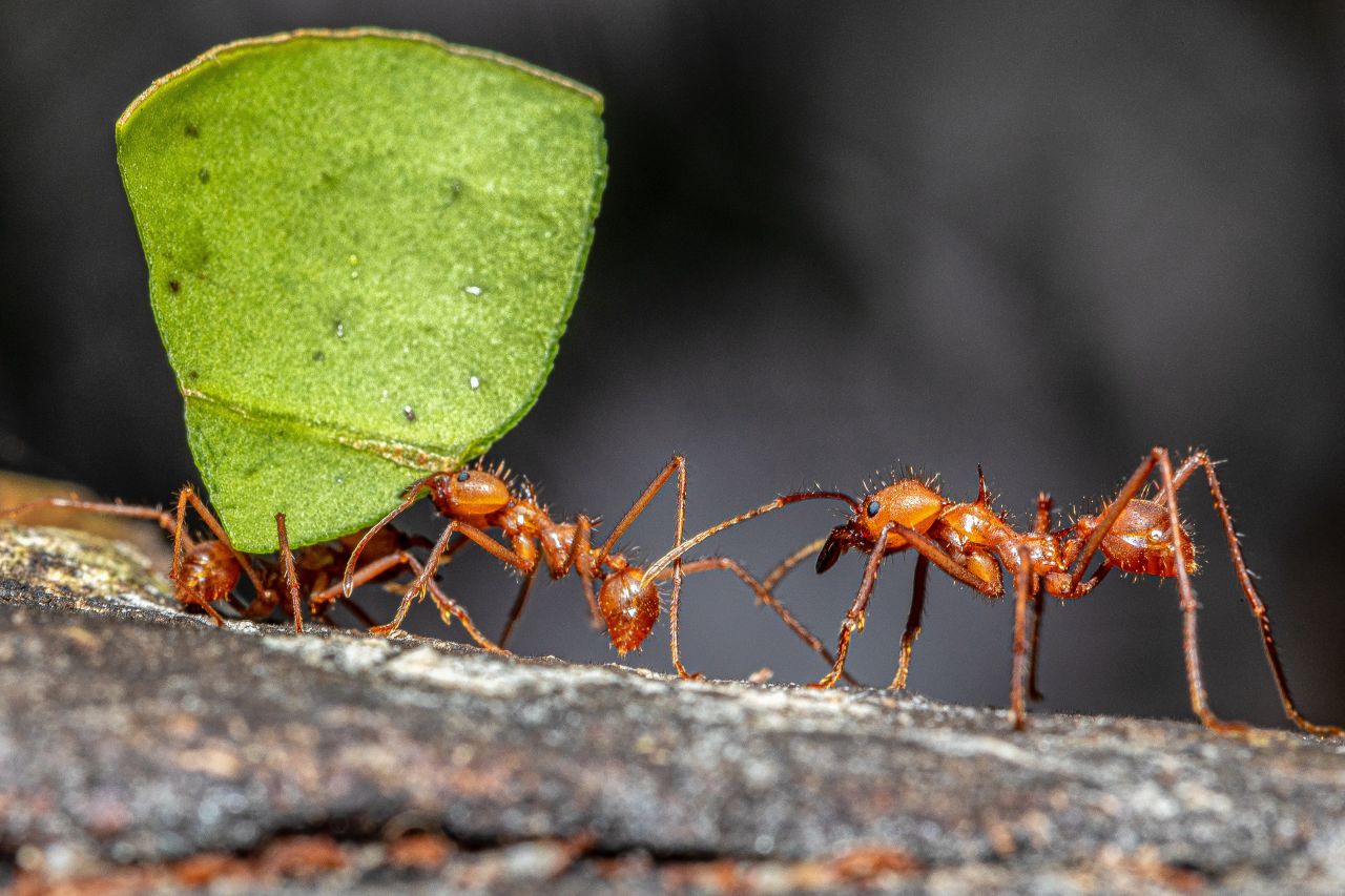 Leaf cutter ants are carrying leaf pieces to their nest for fungi farming.