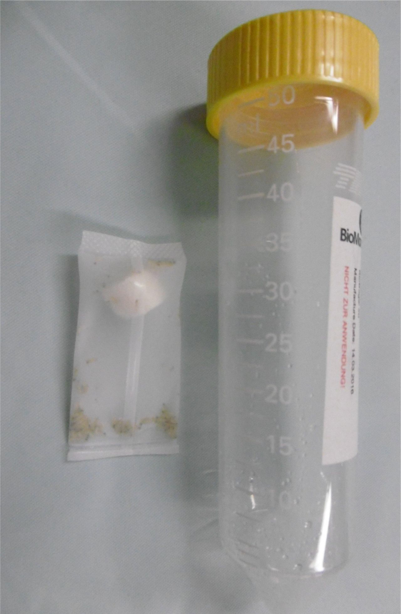 Larvae of the blow fly species Lucillia sericata in medicinal packaging on the left. The tube on the right serves as a size reference.