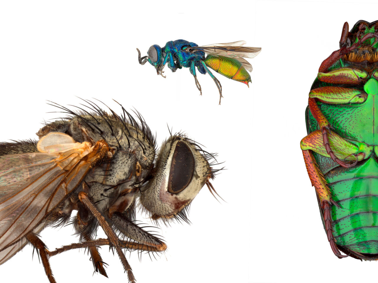 3D Models of insects