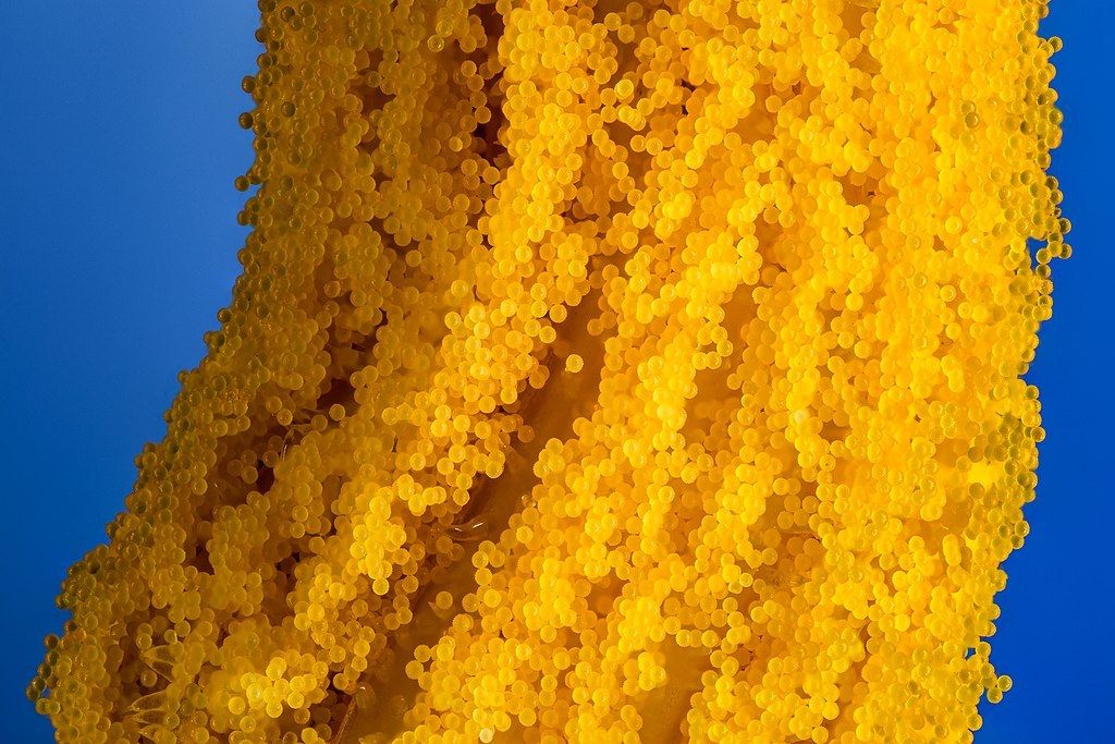 1024px Grains of pollen on a pumpkin flower stamen 37554663041