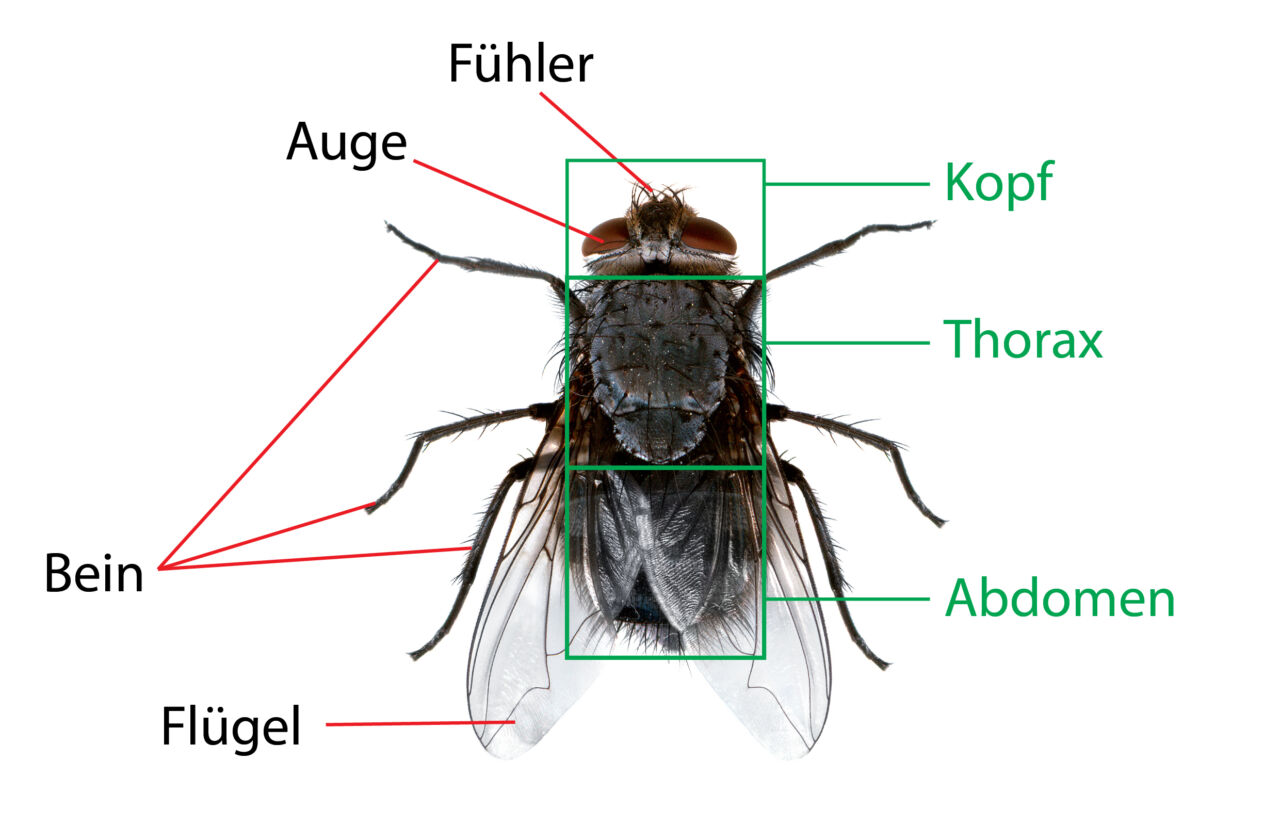 Diagramm Fliege Foto