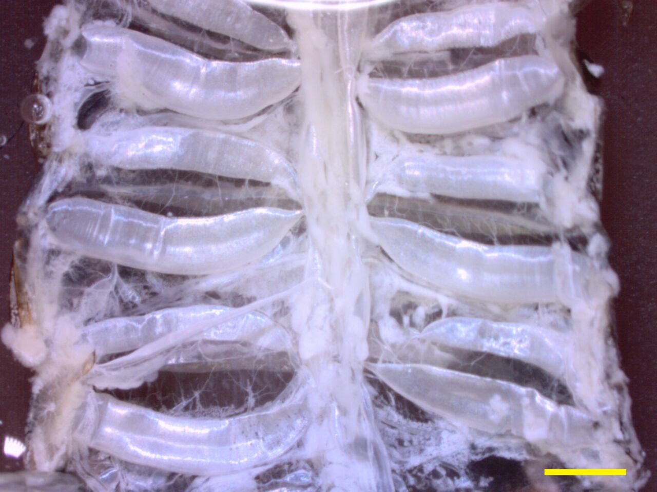 Tracheal system of dissected cockroach tif