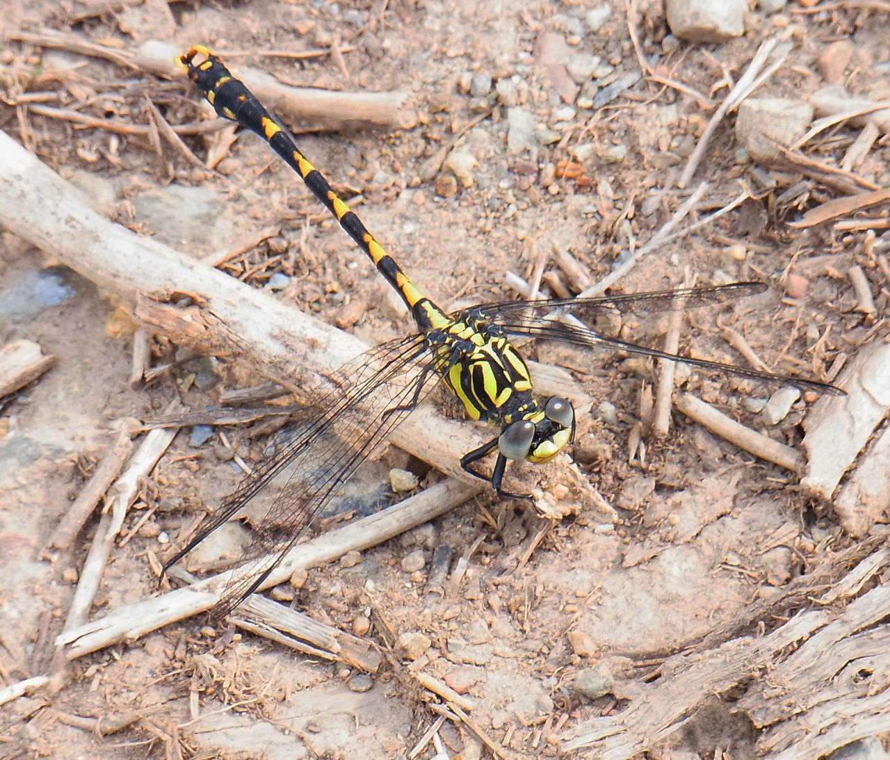 Grosse Zangenlibelle (Onychogomphus uncatus)