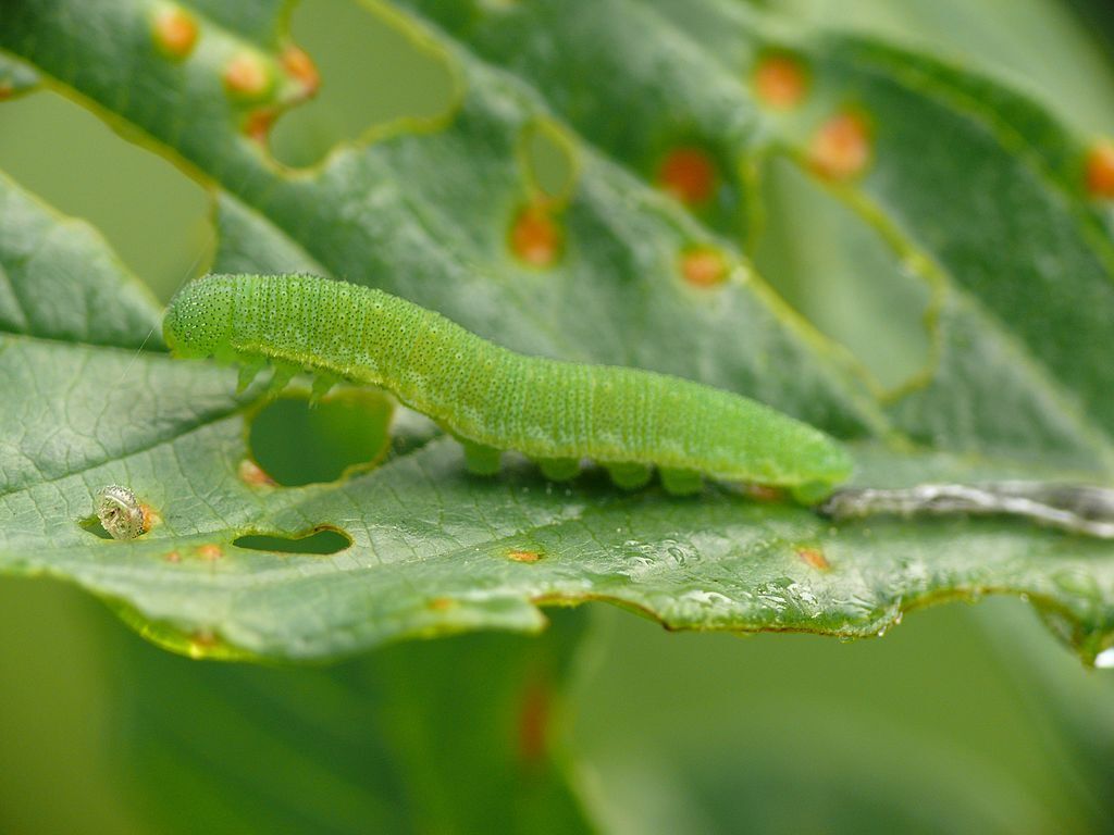 1024px Gonepteryx rhamni caterpillar 06 HS